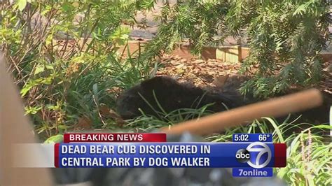 Dead Bear Cub Found In Central Park In Nyc Abc7 Chicago