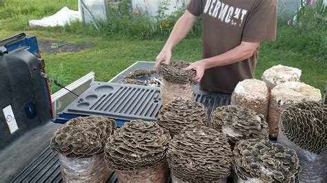 efficient harvesting of turkey tail mushrooms youtube