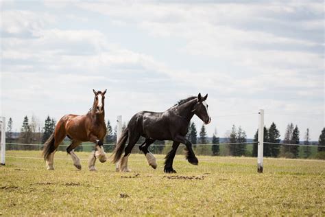 Shire Vs Clydesdale Horse Breeds Whats The Difference