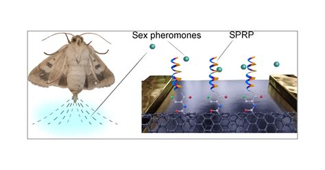 sex pheromone receptor derived peptide biosensor for efficient monitoring of the cotton bollworm