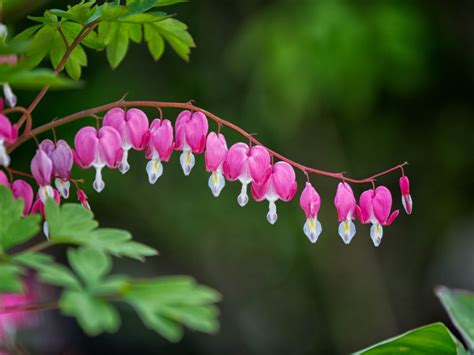 No Blooms On Bleeding Heart Why Is My Bleeding Heart Plant Not Flowering