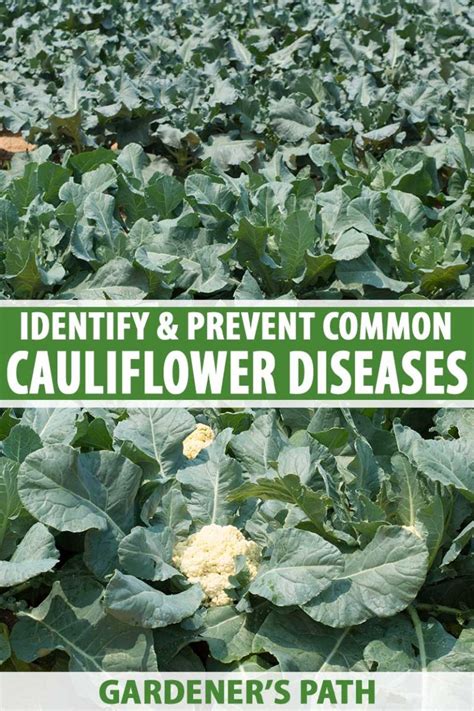 How To Identify And Treat Common Cauliflower Diseases Gardeners Path