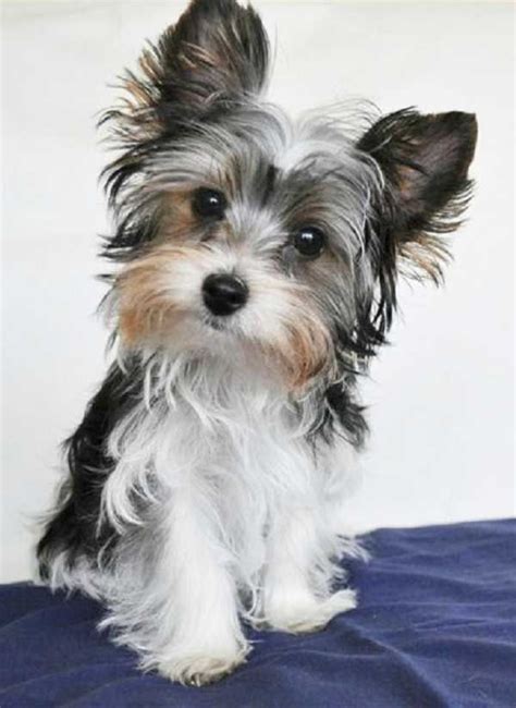 Petfinder has helped more than 25 million pets find their families through adoption. Yorkie Terrier Puppies For Sale Bay Area Craigslist