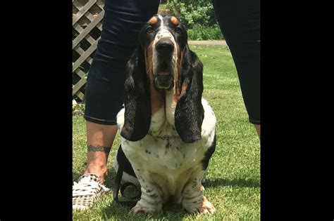 The basset hound is a wonderful hunting and companion breed and fits well in most family settings. Basset Bottom Bassets - Basset Hound Puppies For Sale ...