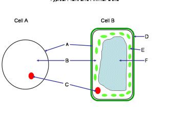 As observed in the labeled animal cell diagram, the cell membrane forms the confining factor of the cell, that is it envelopes the cell constituents together and gives the cell its shape, form, and existence. plant and animal cells diagram quiz : Biological Science ...