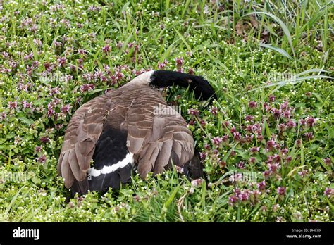 Dead Geese Hi Res Stock Photography And Images Alamy