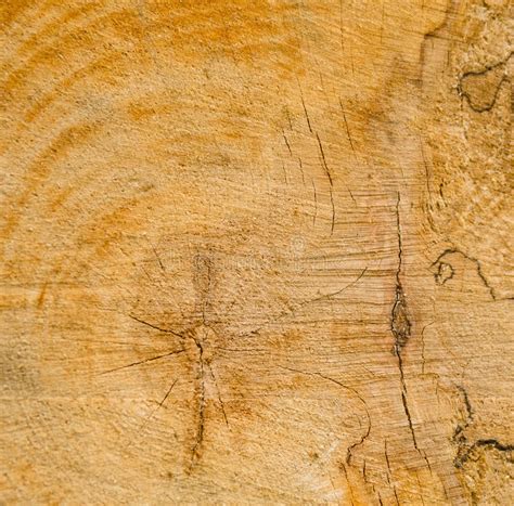 374 Cut Log Woodgrain Background Texture Stock Photos Free Royalty