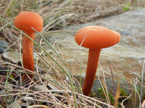 2 Orange Mushrooms Orange Mushroom Orange Stuffed Mushrooms