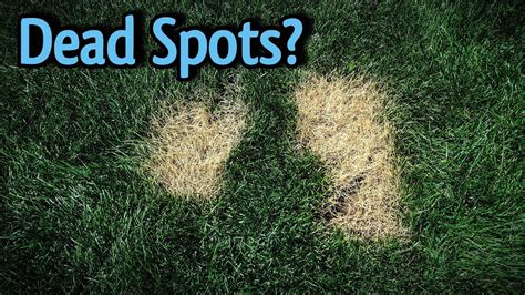 Brown Spots In The Lawn What To Do Diy Lawn Care Tips Youtube