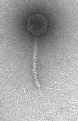 Gli enterobatteri fago λ ( fago lambda , colifago λ , ufficialmente escherichia virus lambda ) è un virus batterico, o batteriofago , che infetta la specie batterica escherichia coli ( e. The Evilutionary Biologist: What has phage lambda ever ...