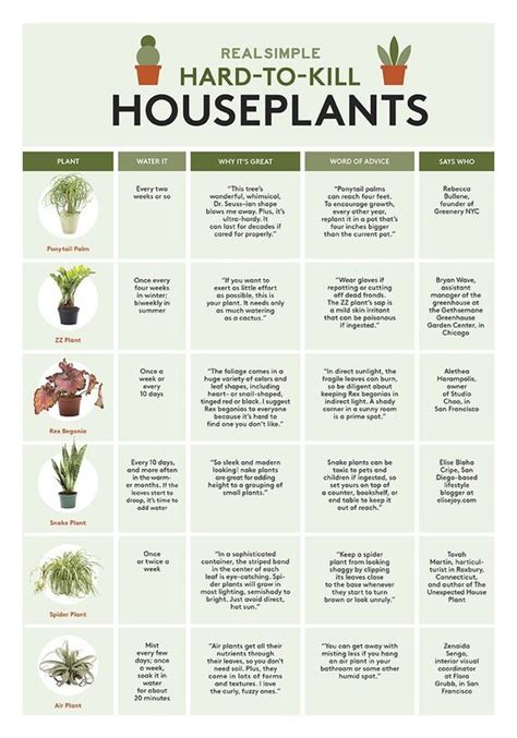 The Ultimate Houseplant Guide — H U R D And H O N E Y