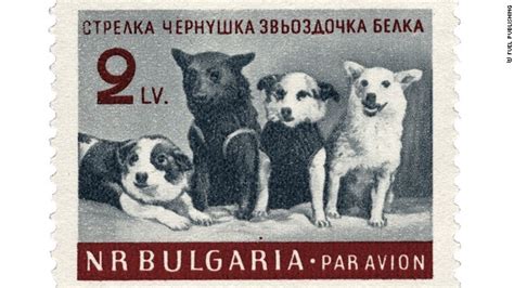 The Amazing True Story Of Soviet Astronaut Dogs