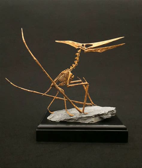 110 Pteranodon Skeleton Dinosaur Model Pterosaur Animal Decor