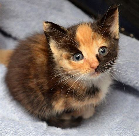 Calico Kitten Finds Warmth And Love Love Meow Gatos Bonitos Gatos