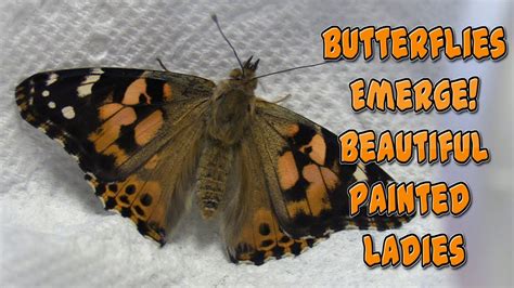 Painted Lady Butterfly Emerges Insect Lore Butterfly Garden