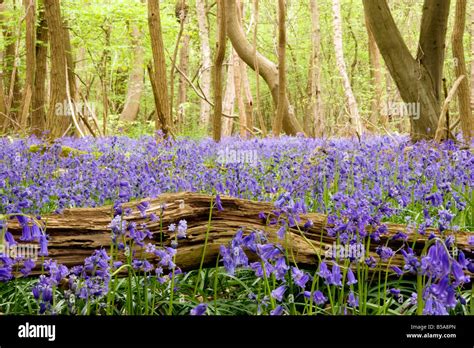 A Field Of Bluebells At Spring In A Forest Near Rouen Upper Normandy