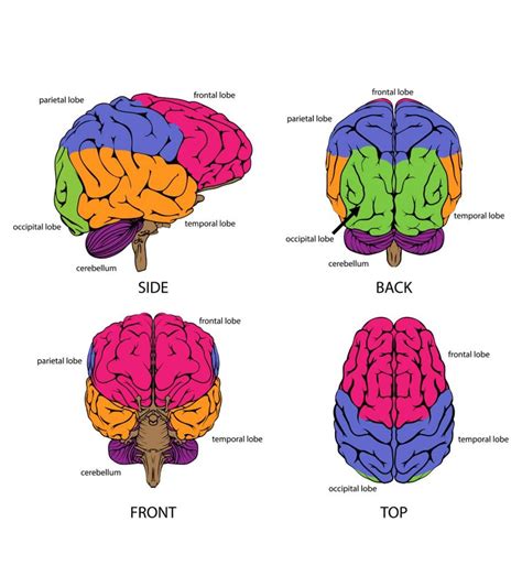 Eyes, nose, hands, knees, etc. Diagram, Parts, Functions & Facts About The Brain For Kids