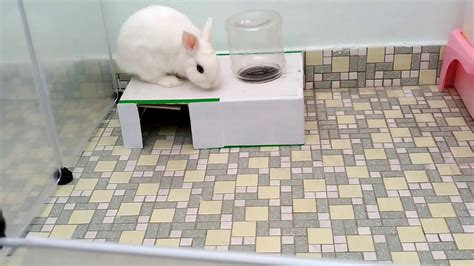 Homemade Mini Rabbit Hiding Box Youtube