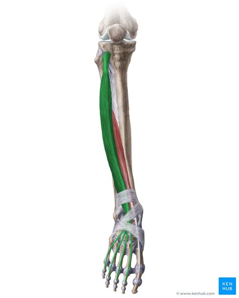 Extensor Digitorum Longus Origin Insertion And Action Kenhub