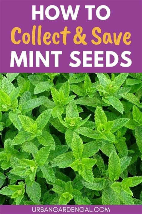 How To Collect And Save Mint Seeds Urban Garden Gal