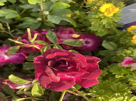 Rosa ‘burgundy Iceberg Alta Nursery