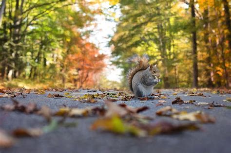Free Stock Photo Of Squirrel And Autumn Leaves Download Free Images