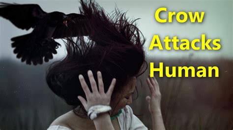 Crow Attacks Human Funny Video From India Youtube