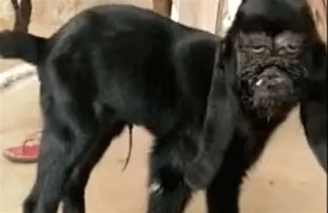 VIDEO la cabra que nació con rostro humano y es adorada como a un dios