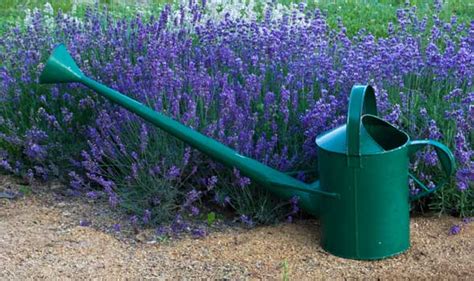 7 Simple Tips For Growing Lavender ~ Bees And Roses