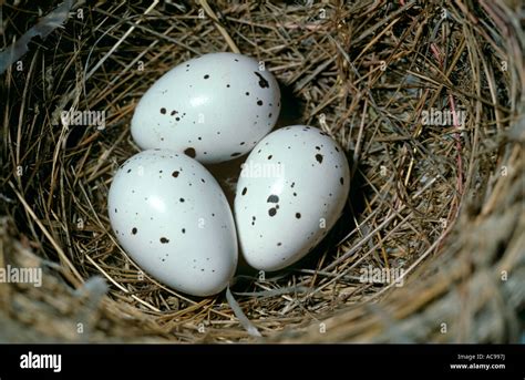 Golden Oriole Nest With Three Eggs Oriolus Oriolus Spain Stock Photo