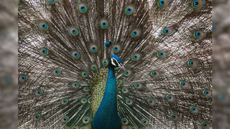 Twitter Has Tears Of Laughter After Hc Judge Claims Peacock Is Celibate News18