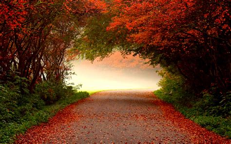 Misty Autumn Road Hd Wallpaper Background Image 1920x1200