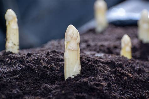 Explore our huge selection today! New Spring Season Of White Asparagus Vegetable On Field ...