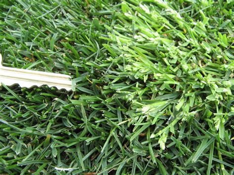 Purdue Turf Tips Winter Annual Weeds