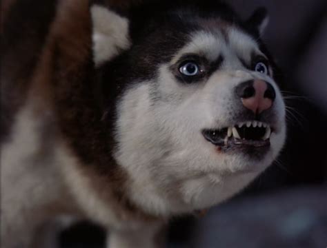 Demon Snow Dogs Photo 32163389 Fanpop