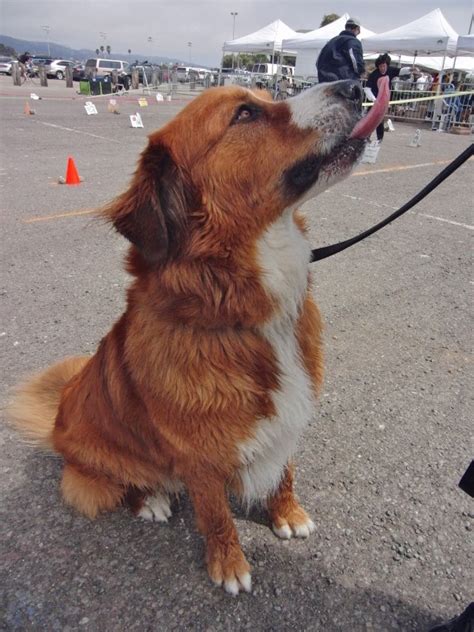 Dog Of The Day Melvin The Red Bernese Mountain Dog The Dogs Of