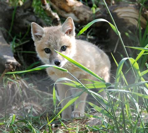 Swift Fox Swift Fox Fox Habitat Cute Baby Animals