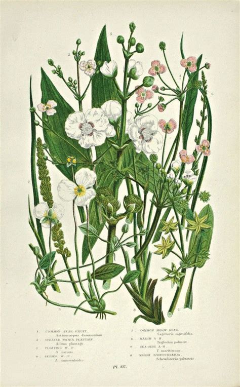 We did not find results for: Collecting Antique Botanical Prints - Romantic Homes
