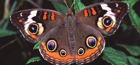 Monarch Butterfly Wing Patterns