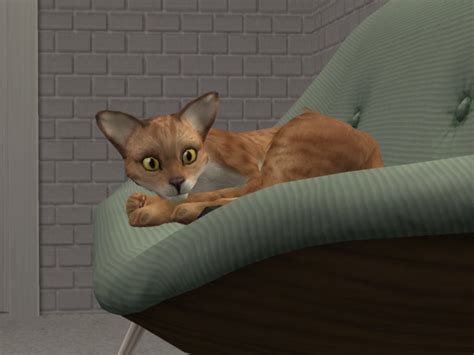 Mod The Sims Chausie Cat Breed