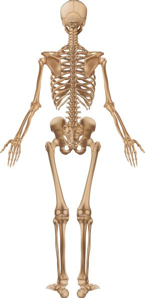 Human Skeleton Back View Stock Illustration Download Image Now Istock