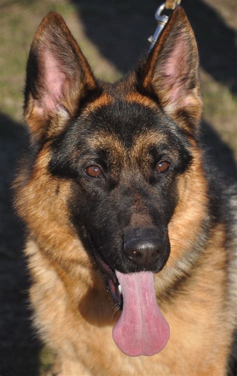 German shepherd rescue victoria inc. Allevamento cani pastore tedesco Monte Poliziano ...
