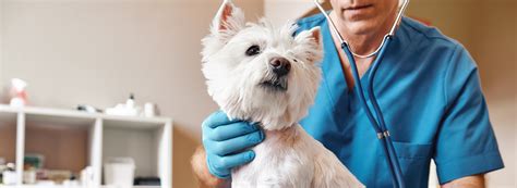 Ela frequenta o hospital há alguns anos e a dra jakeline zanon cuida dela. Abby Road Veterinary Hospital - Veterinarian in ...