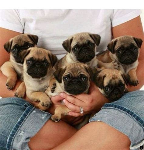 Want To Know More About Teacup Pug Puppies For Sale Simply Click