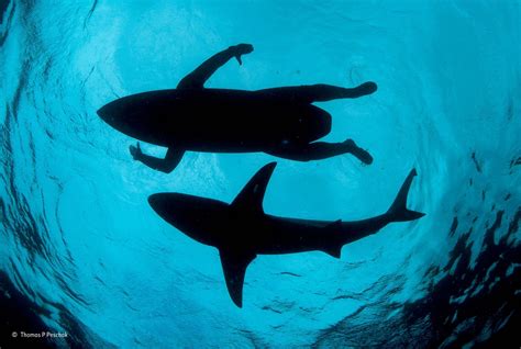 Nature Water Underwater Sea Animals Winner Photography Contests Shark
