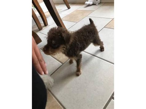 Pinny Poo Miniature Pinscher Poodle Mix Puppy For Sale Greensboro