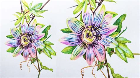 Passion Flower Vine Drawing Best Flower Site