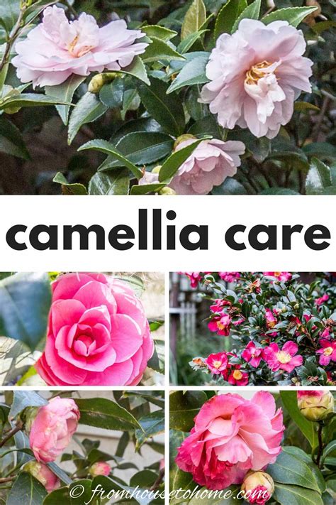 Camellia Care Guide (How to Grow Gorgeous Camellias In Your Garden