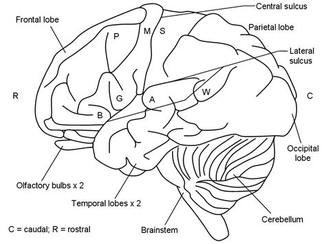 Draw Neat Labelled Diagrams Of Lateral View Of Human Brain