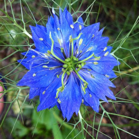 If you look closely at texas roadsides during wildflower season, you'll notice that there are a lot more than bluebonnets. Wildflower Blue | Malmaxa. Another View, of True